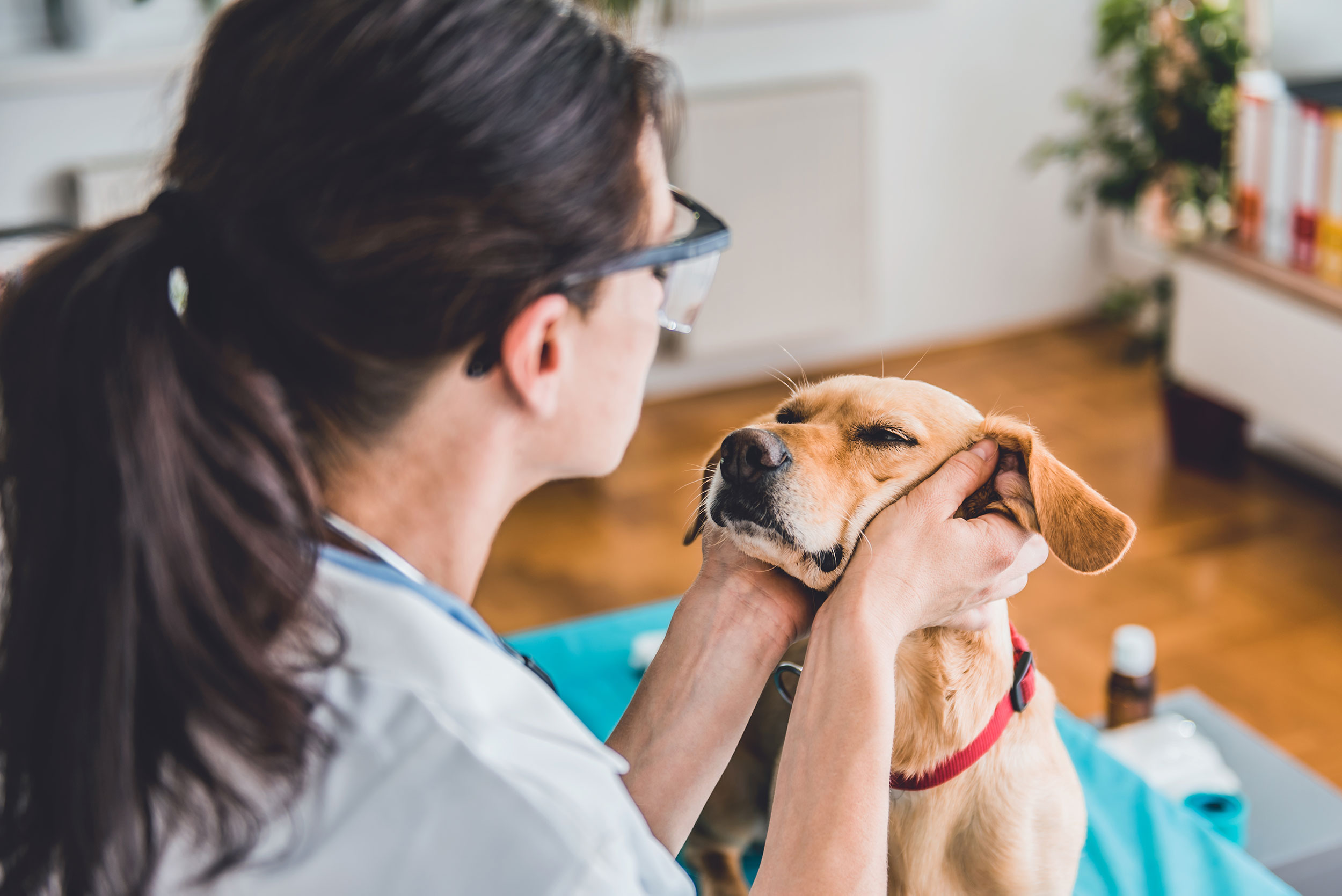Person Giving Dog Exam
