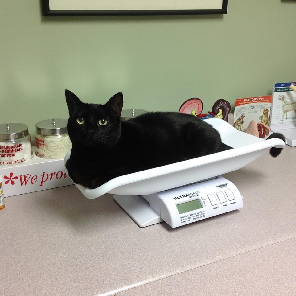 Black Cat on Weight Scale