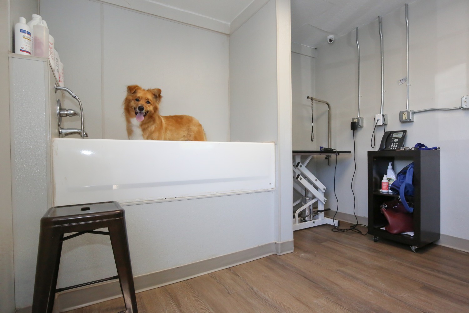 Canine Grooming Room